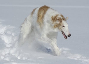 русская псовая борзая