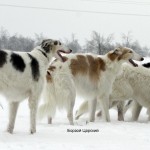 борзые питомника Борзой Царский