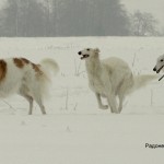 Борзой Царский Регалия