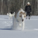 Борзой Царский Радонеж