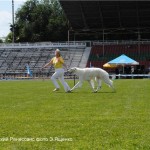 Борзой Царский Ренессанс