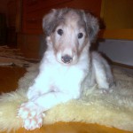 Borzoi Tsarski Izverg