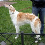 Borzoi Tsarski Skazka