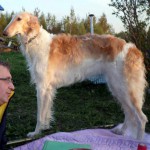 Borzoi Tsarski Skazka