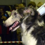 Borzoi Tsarski Sapsan