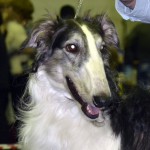 Borzoi Tsarski Sapsan