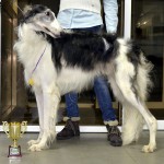 Borzoi Tsarski Sapsan