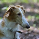 Borzoi Tsarski Siberia