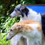 Borzoi Tsarski Siberia