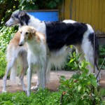 Borzoi Tsarski Siberia