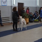 Borzoi Tsarski Safia