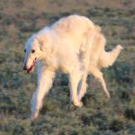 Borzoi Tsarski Safia