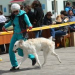 Borzoi Tsarski Safia