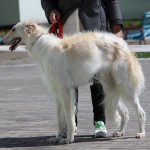 Borzoi Tsarski Safia