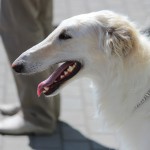 Borzoi Tsarski Safia