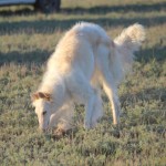 Borzoi Tsarski Safia