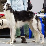 Borzoi Tsarski Sapsan