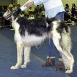 Borzoi Tsarski Sapsan