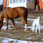 Borzoi Tsarski Serdolik