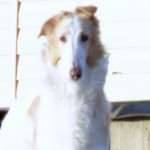 Borzoi Tsarski Serdolik