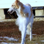 Borzoi Tsarski Serdolik