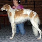 Borzoi Tsarski Serdolik