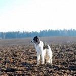 Borzoi Tsarski Strepet