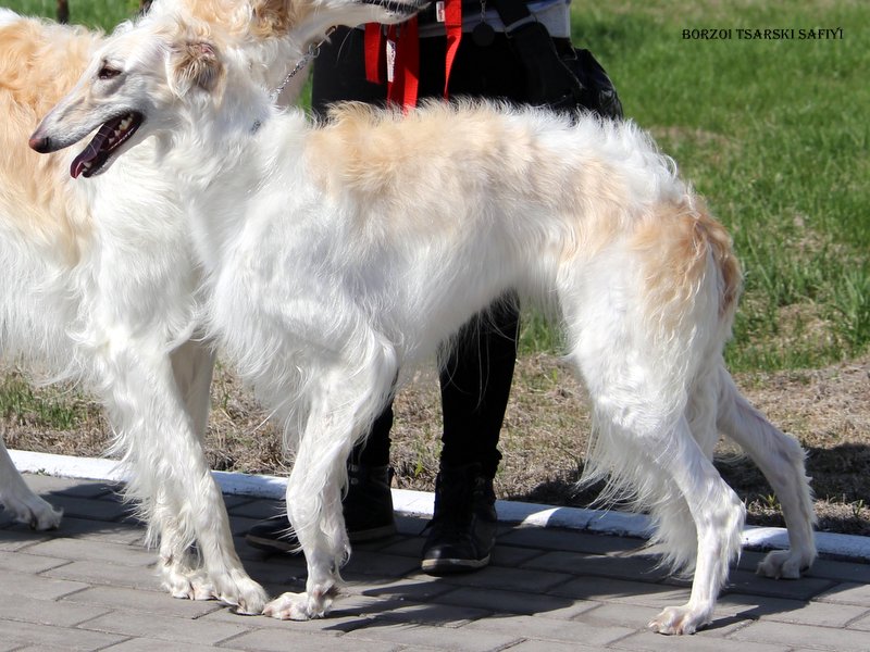 Borzoi Tsarski Safia