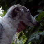 Borzoi Tsarski Krechet