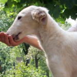 Borzoi Tsarski Krym