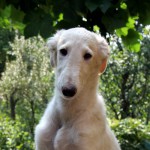 Borzoi Tsarski Krym