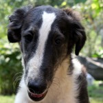 Borzoi Tsarski Kappel