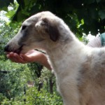 Borzoi Tsarski Krechet