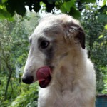 Borzoi Tsarski Krechet