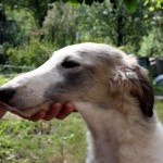 Borzoi Tsarski Krechet