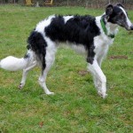 Borzoi Tsarski Kappel