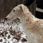 Borzoi Tsarski Krym