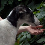 Borzoi Tsarski Knyaginya