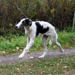 Borzoi Tsarski Knyaginya