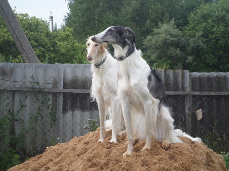 Borzoi Tsarski Kadril