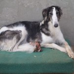 Borzoi Tsarski Kadril