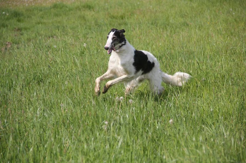 Borzoi Tsarski Knyaginya