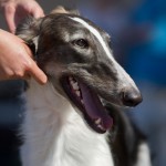 Borzoi Tsarski Kerch