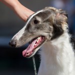 Borzoi Tsarski Kerch