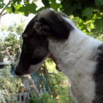 Borzoi Tsarski Kerch