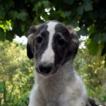 Borzoi Tsarski Kerch