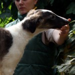 Borzoi Tsarski Kerch