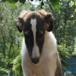 Borzoi Tsarski Kerch