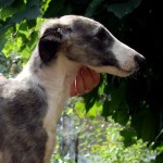 Borzoi Tsarski Koldunia