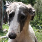 Borzoi Tsarski Koldunia